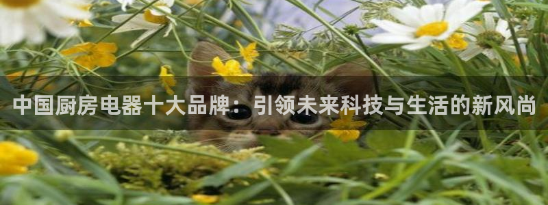 CQ9电子注单号
