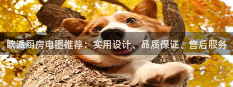 cq9电子板球狂热