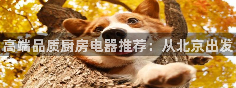 cq9电子镖王争霸